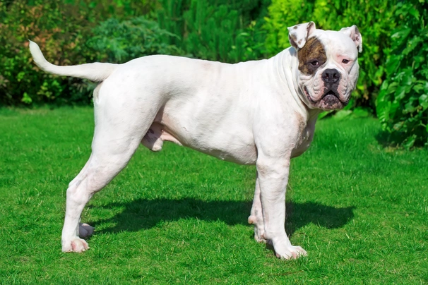 American Bulldog Dogs Breed - Information, Temperament, Size & Price | Pets4Homes