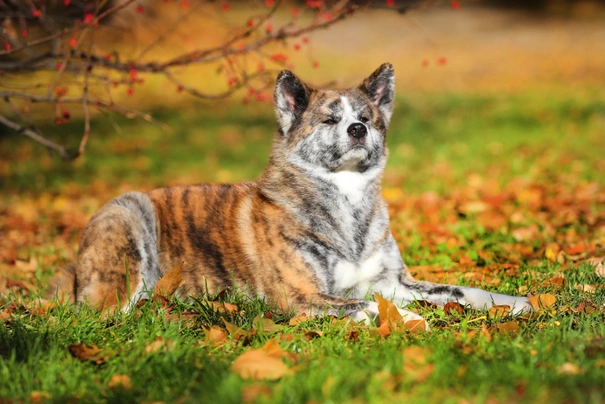 Akita inu Dogs Plemeno / Druh: Povaha, Délka života & Cena | iFauna