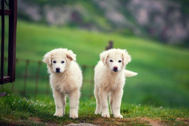 Cane da Montagna dei Pirenei Dogs Razza - Prezzo, Temperamento & Foto | AnnunciAnimali