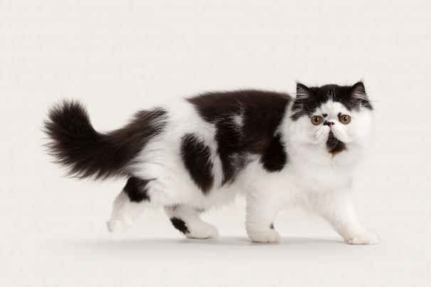 Persa Cats Raza - Características, Fotos & Precio | MundoAnimalia