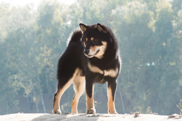 Shiba inu Dogs Informace - velikost, povaha, délka života & cena | iFauna