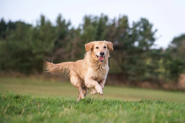 How fast does a golden best sale retriever run