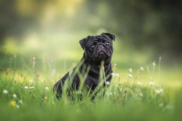 Pug Dogs Breed | Facts, Information and Advice | Pets4Homes