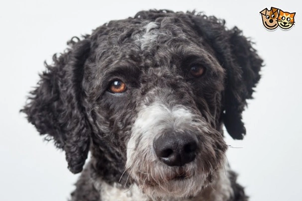 Spanish Water Dog Dogs Breed | Facts, Information and Advice | Pets4Homes