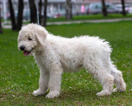 Komondor Dogs Raza - Características, Fotos & Precio | MundoAnimalia