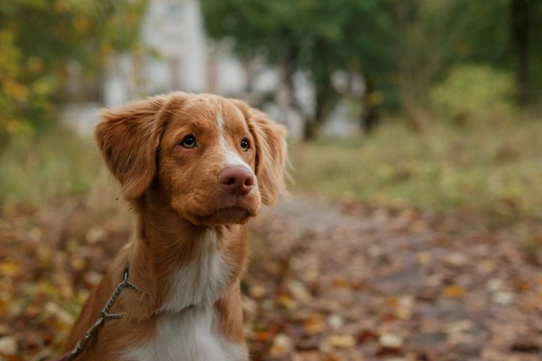 Nova scotia duck tolling best sale retriever breeder near me