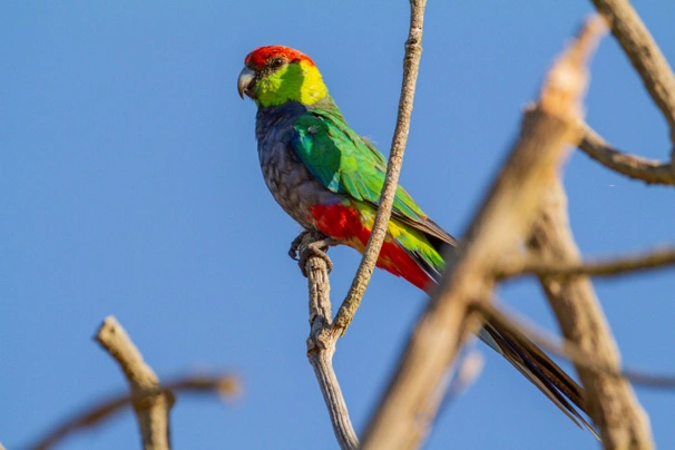 Papoušek červenočapkový Birds Plemeno / Druh: Povaha, Délka života & Cena | iFauna