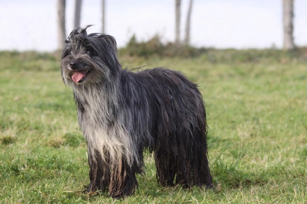 Pyrenees sales shepherd dog