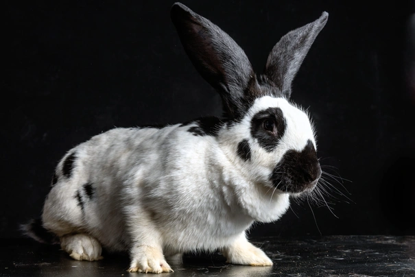 Continental Giant Rabbits Breed - Information, Temperament, Size & Price | Pets4Homes