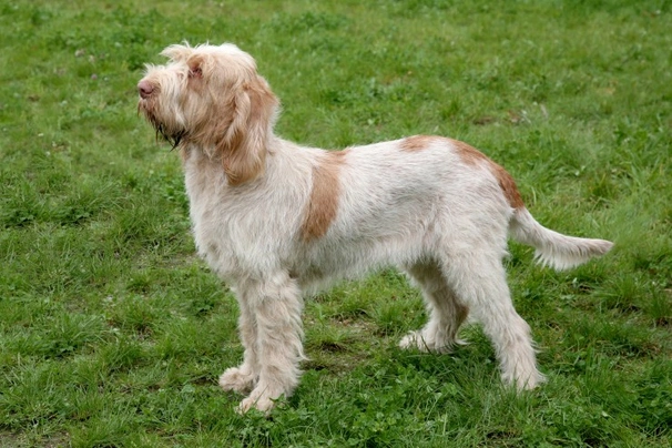 Spinone Italiano Dogs Razza - Prezzo, Temperamento & Foto | AnnunciAnimali