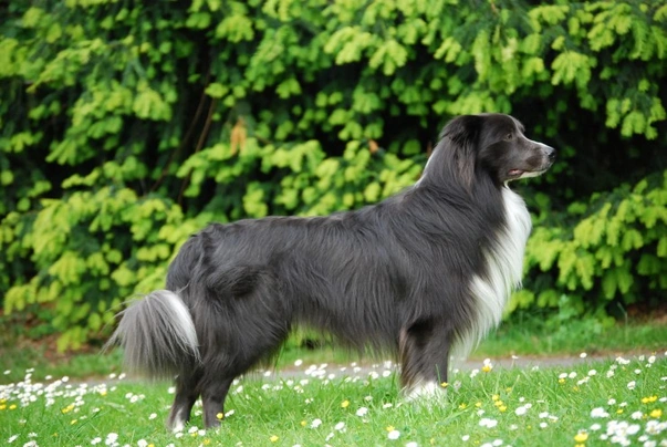 Border collie Dogs Razza - Prezzo, Temperamento & Foto | AnnunciAnimali