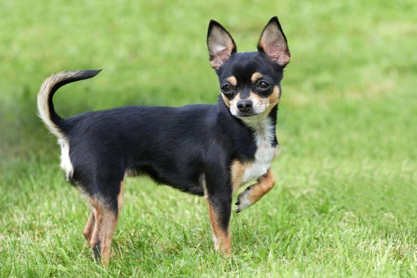 cuanto mide el chihuahua terrier