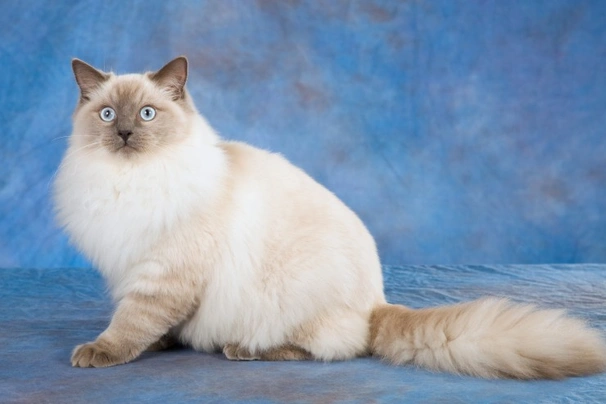Ragdoll Cats Informace - velikost, povaha, délka života & cena | iFauna