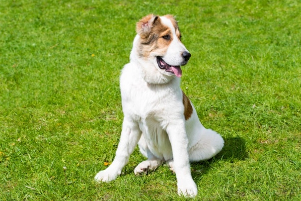 Asian sheepdog sales