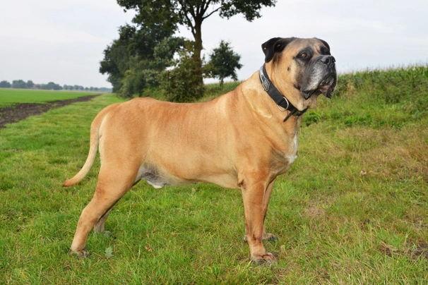 Boerboel Dogs Breed | Facts, Information and Advice | Pets4Homes