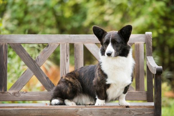 Welsh Corgi Cardigan Dogs Raza - Características, Fotos & Precio | MundoAnimalia