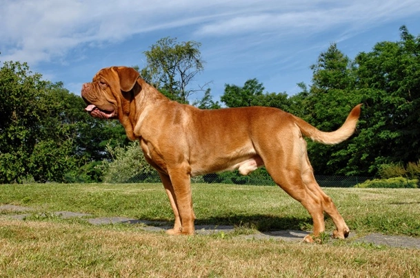 Dogue De Bordeaux Dogs Breed | Facts, Information and Advice | Pets4Homes