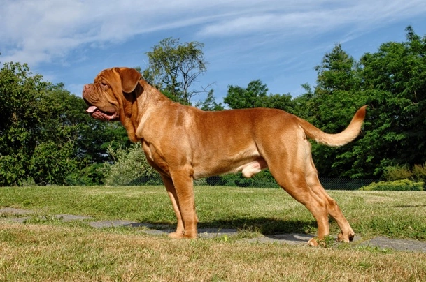 Dogue De Bordeaux Dogs Breed - Information, Temperament, Size & Price | Pets4Homes