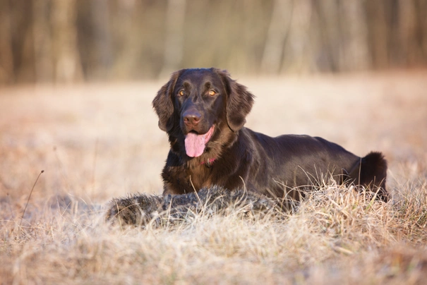 Flat coated retrívr Dogs Informace - velikost, povaha, délka života & cena | iFauna