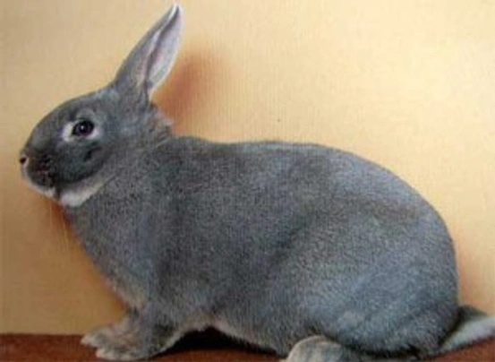 Squirrel Rabbits Breed - Information, Temperament, Size & Price | Pets4Homes