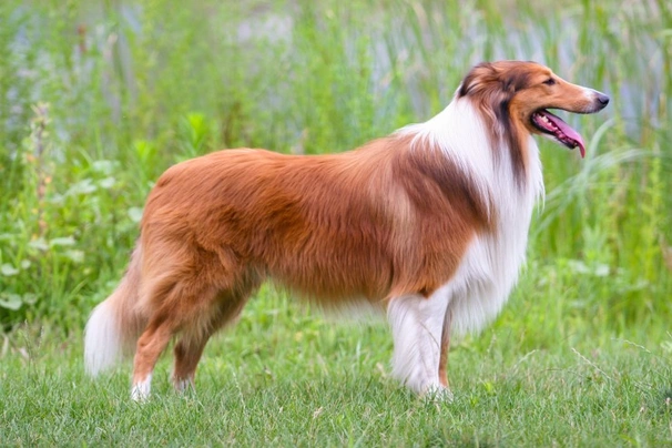 Pets4homes rough sale collies