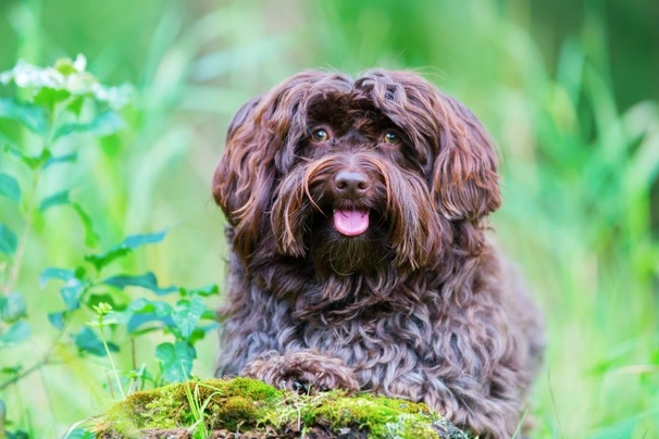 Havanský psík Dogs Informace - velikost, povaha, délka života & cena | iFauna