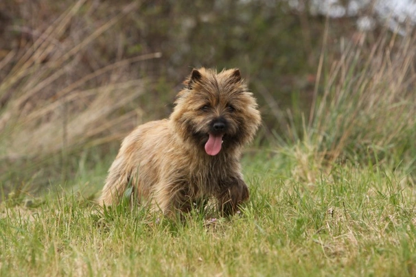 Cairn Terrier Dogs Raza - Características, Fotos & Precio | MundoAnimalia