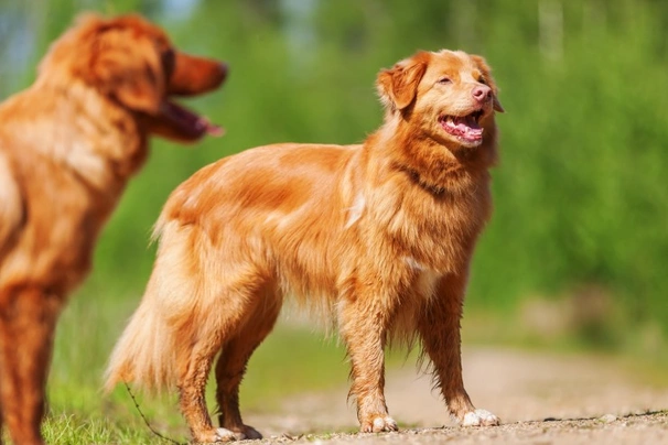 Nova Scotia Duck Tolling Retriever Dogs Ras: Karakter, Levensduur & Prijs | Puppyplaats