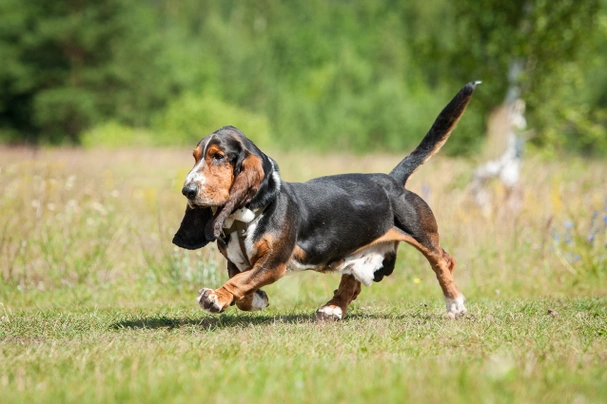 Basset Hound Dogs Ras: Karakter, Levensduur & Prijs | Puppyplaats