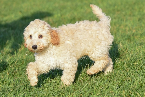 Cockapoo Dogs Ras: Karakter, Levensduur & Prijs | Puppyplaats