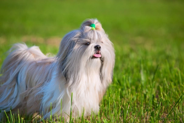 Shih Tzu Dogs Breed - Information, Temperament, Size & Price | Pets4Homes