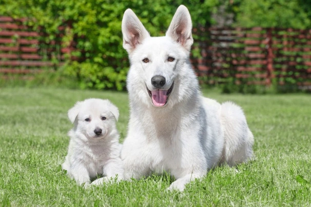 Bílý švýcarský ovčák Dogs Informace - velikost, povaha, délka života & cena | iFauna