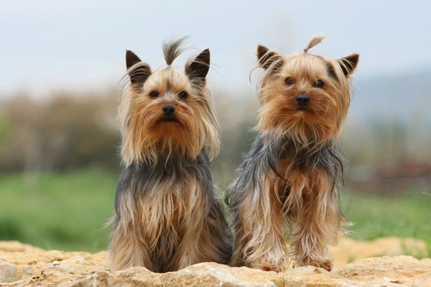 Yorkshire Terrier Dogs Razza - Prezzo, Temperamento & Foto | AnnunciAnimali