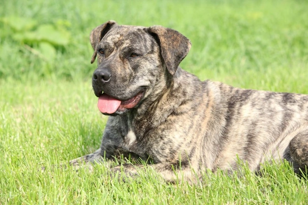 Perro de Presa Canario Dogs Informace - velikost, povaha, délka života & cena | iFauna