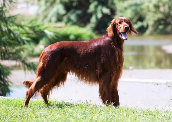 Setter Irlandese Dogs Razza - Prezzo, Temperamento & Foto | AnnunciAnimali