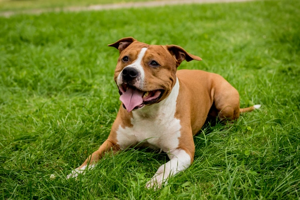 Americký stafordšírský teriér Dogs Plemeno / Druh: Povaha, Délka života & Cena | iFauna