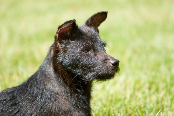 Patterdale Terrier Dogs Breed | Facts, Information and Advice | Pets4Homes