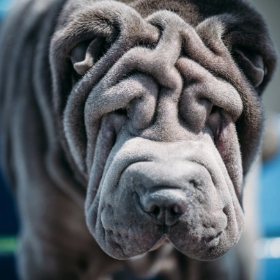 Shar Pei Dogs Breed - Information, Temperament, Size & Price | Pets4Homes