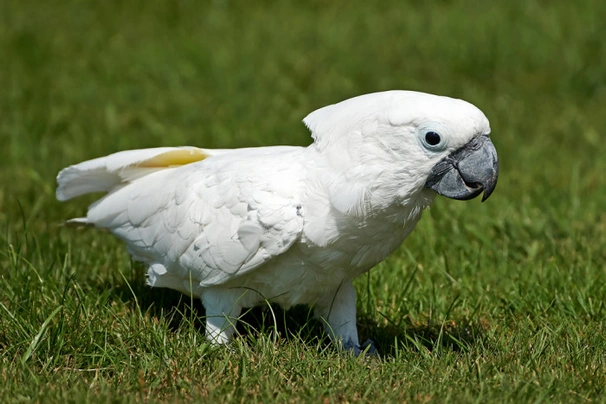 Kakadu bílý Birds Informace - velikost, povaha, délka života & cena | iFauna