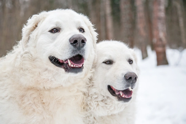 Kuvasz  Dogs Ras: Karakter, Levensduur & Prijs | Puppyplaats