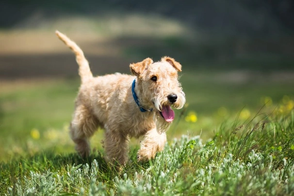 Red lakeland terrier store puppies