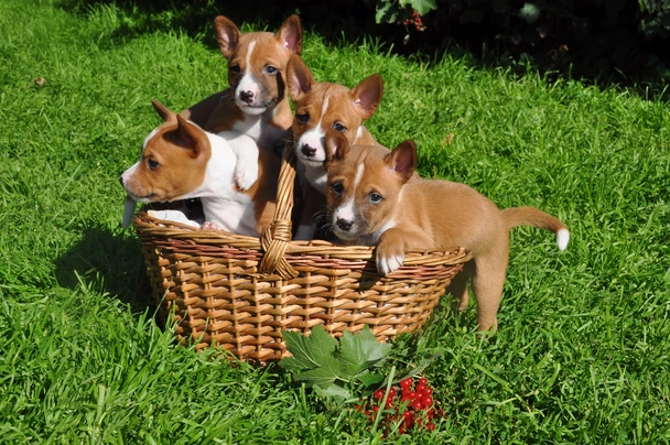 Basenji rescue near store me