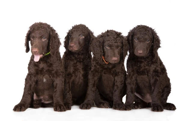 Curly coat retriever clearance puppies