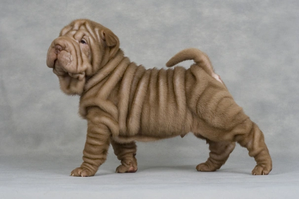 Shar Pei Dogs Breed - Information, Temperament, Size & Price | Pets4Homes