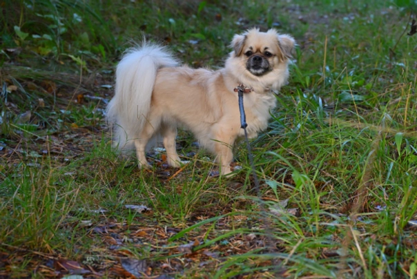 Tibetan 2024 spaniel size