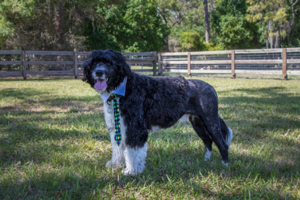 Portuguese Water Dog Dogs Breed - Information, Temperament, Size & Price | Pets4Homes