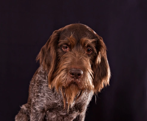 German wirehaired best sale pointer dog