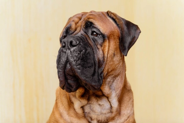 Bullmastiff price store