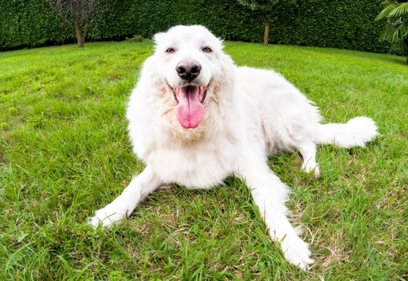 Pastore Maremmano Abruzzese Cani Razza | Carattere, Prezzo, Cuccioli ...
