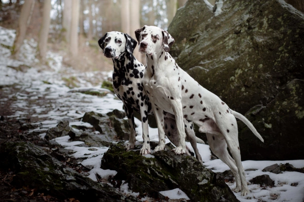 Dálmata Dogs Raza - Características, Fotos & Precio | MundoAnimalia